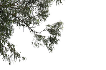 Tropical tree leaves and branch foreground 