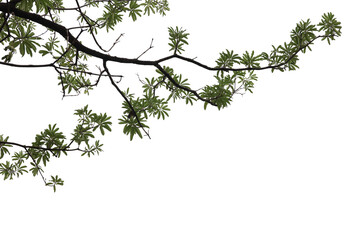 tropical tree leaves and branch foreground