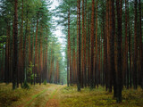 Fototapeta Na ścianę - autumn pine tree deep forest, moody woods, fall season weather