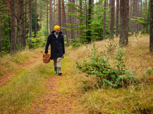 One Person Searching For A Mushrooms In An Autumn Deep Forest. Mushroomer With A Basket In A Woods