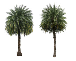 Fototapete - Phoenix dactylifera palms
