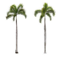 Fototapete - Foxtail palm trees