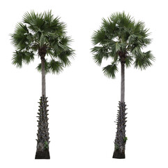 Fototapete - Palmyra Palm trees