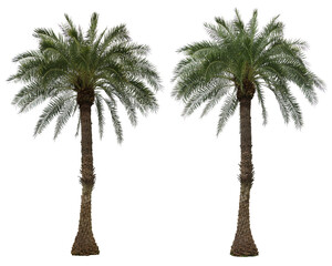 Fototapete - Phoenix dactylifera palm trees