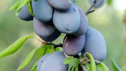 Wall Mural - Ripe plum fruit (Prunus domestica) on branch of tree in 4K VIDEO. Fresh bunch of natural fruits growing in homemade garden. Close-up. Organic farming, healthy food, BIO viands, back to nature concept.