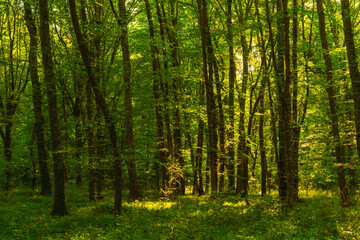 Wall Mural - Sun beams through thick  trees branches in dense green forest