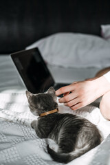 Wall Mural - Freelance, work from home. Cat play with laptop. Little kitten looking the laptop while its female owner working