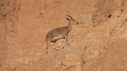 ibex climbing on cliff in desert, negev desert, israel israel ibex wildlife in the sunner, 2022