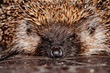 Fototapeta  - Small hedgehog