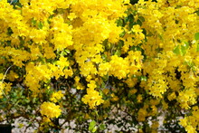 Yellow Flowers With Green Leaves Background, Cat's Claw, Catclaw Vine, Cat's Claw Creeper Plants