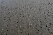 The Small Hole That Is The Traces Of The Animals In The Sea Sand