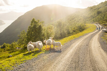 Sheeps Along The Road To Mount Hoven, Splendid View Over Nordfjord From Loen Skylift