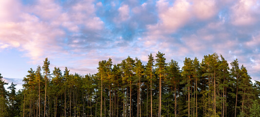 Panoramic view on the pine forest  and sunset sky with clouds