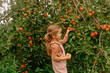 little girl picking apples in garden. harvest. autumn. healthy  concept. organic food