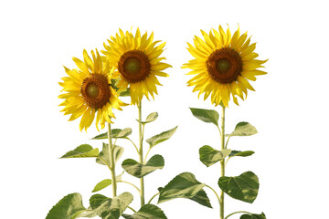 Wall Mural - Realistic sunflower 