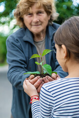 Wall Mural - The child and grandmother are planting a tree. Selective focus.