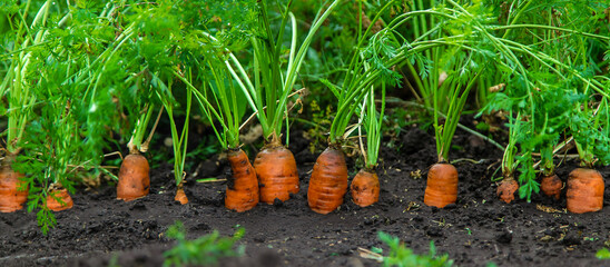 Sticker - Carrots grow in the garden. Selective focus.