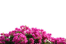 Realistic Flowering Plants Foreground Isolated