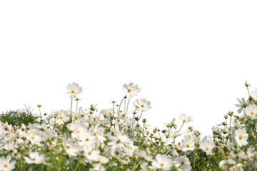 Fototapete - Realistic flowering plants foreground isolated