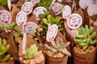 small pots with leguminous plants and signs on top