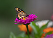 © Hal Moran - Monarch butterfly on flower