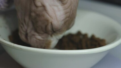 Poster - Sphynx cat eats from a bowl