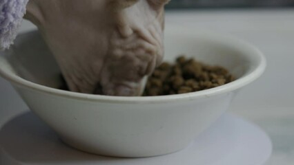 Canvas Print - Sphynx cat eats from a bowl