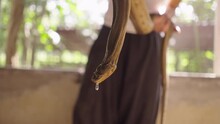 Man Showing Big Boa Python Snake Holding It In Hands At At Mae Sa Farm In Chiang Mai, Thailand - Slow Motion