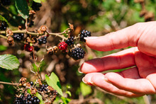 Woman's Hand Picking Blackberries