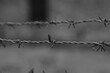 Barbed Wire Close up against blurred background on Monochrome Photo. Symbol of Crimes Against Humanity.