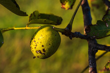 Close-up Of A Walnut In A Green Shell On A Branch Against A Blurred Background