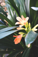 Blooming Flower Of Clivia Miniata. Summer Tropical Composition. Selective Focus.