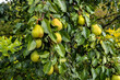 green pears on a branch .