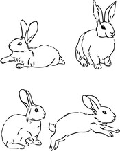 Set Of Rabbits