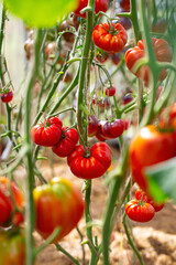 Canvas Print - Fresh ripe tomatoes in a glass house. Variety of tomatoes.