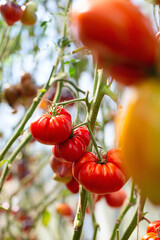 Sticker - Fresh ripe tomatoes in a glass house. Variety of tomatoes.