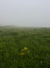 green meadow in the fog. Natural summer landscape. Misty fog effect