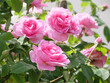 Wunderschöne rosa blühende Rosenblüten als Postkarte oder Grußkarte vor einem verschwommenen Hintergrund