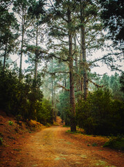 Wall Mural - Wooden forest mountain landscape with high trees and green nature background. Outdoors national park view scenic place. Off road path for trekking and hiking leisure sport activity