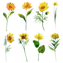 Set Of Yellow Flowers