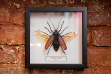 Dried Insect In A Wooden Frame Under Glass As An Interior Decoration. Large Xixuthrus Beetle With Spread Wings
