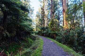 Wall Mural - O'Shannassy Aqueduct Trail near Warburton in Victoria Australia