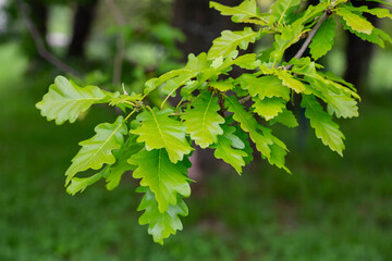 Wall Mural - Green oak leaves in raindrops on a green background in a blur.