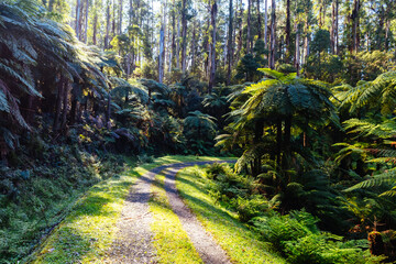 Canvas Print - O'Shannassy Aqueduct Trail near Warburton in Victoria Australia