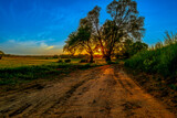 Fototapeta Na sufit - the sunset behind the tree