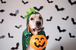 © deine_liebe - A dog in a dragon costume for Halloween. Golden Retriever sitting on a white background with bats holding a candy bucket in his teeth