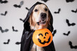 © deine_liebe - A dog dressed in a witch costume for Halloween. A golden retriever sits on a white background with bats and holds a candy pumpkin-shaped bucket in his teeth.