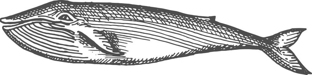 Sperm whale cachalot isolated marine fish sketch