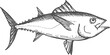 Tuna predatory schooling fish isolated bluefin
