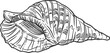 Sketch sea shell, vector conch, Caribbean triton